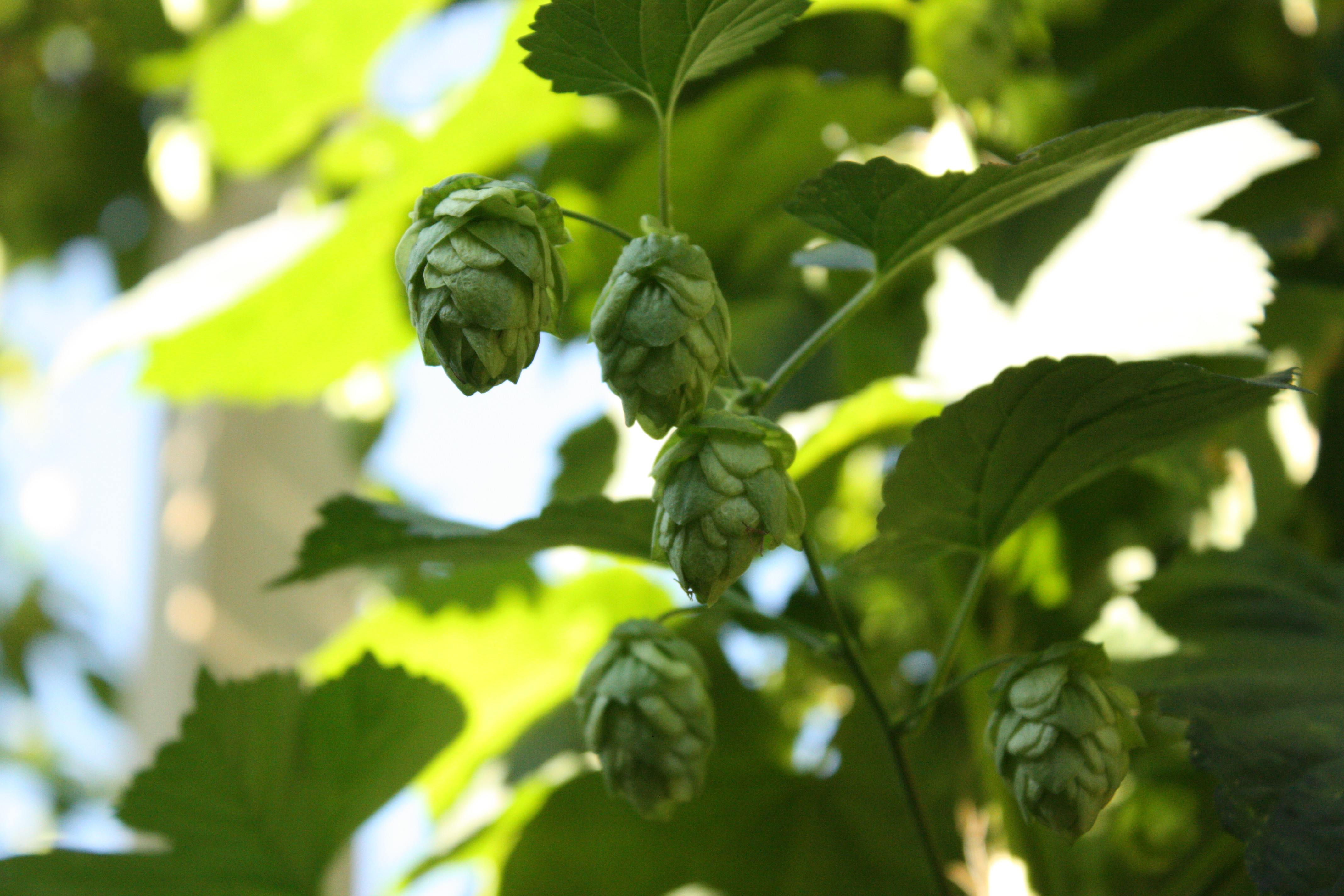 Cascade Cones
