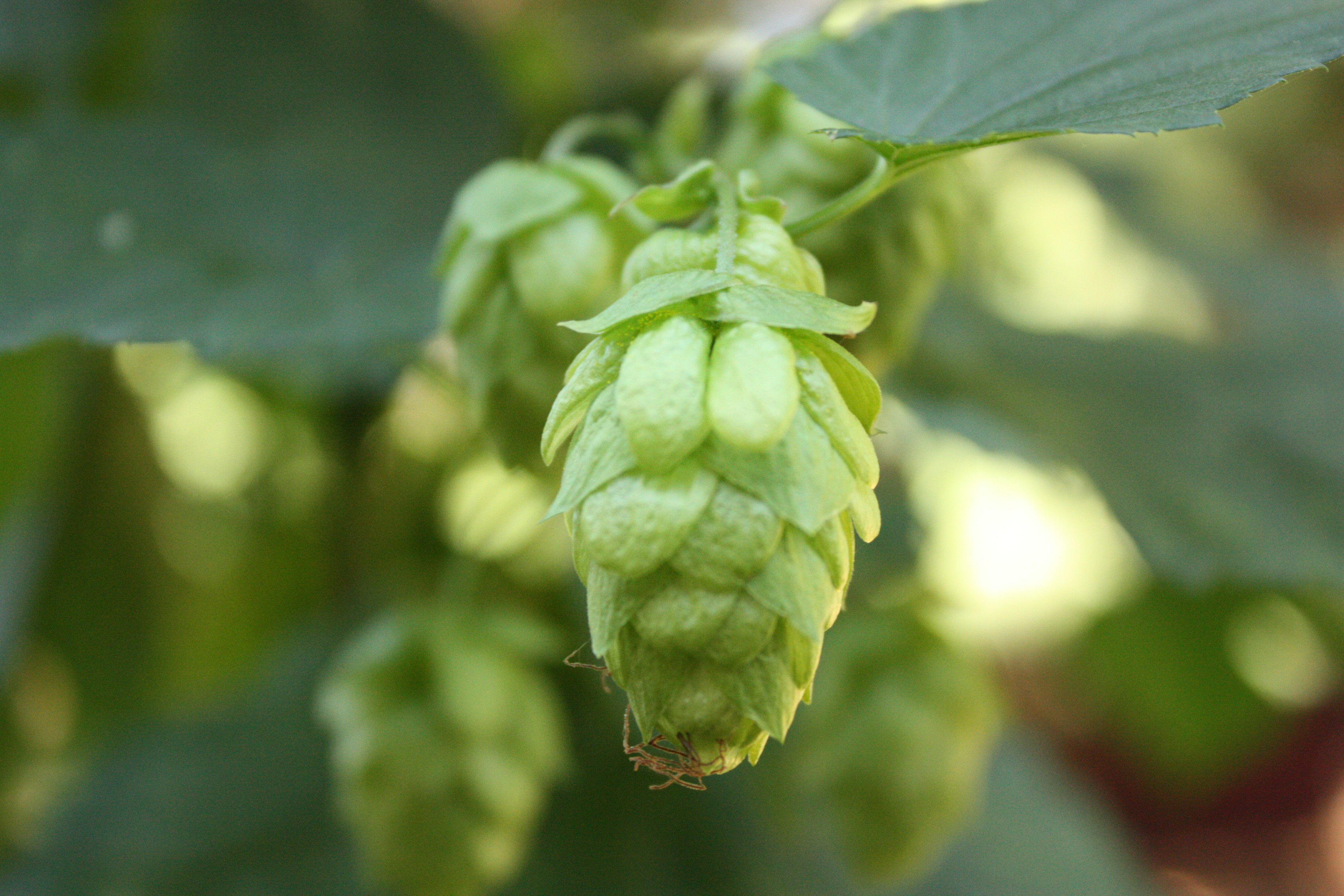 Cascade Cones