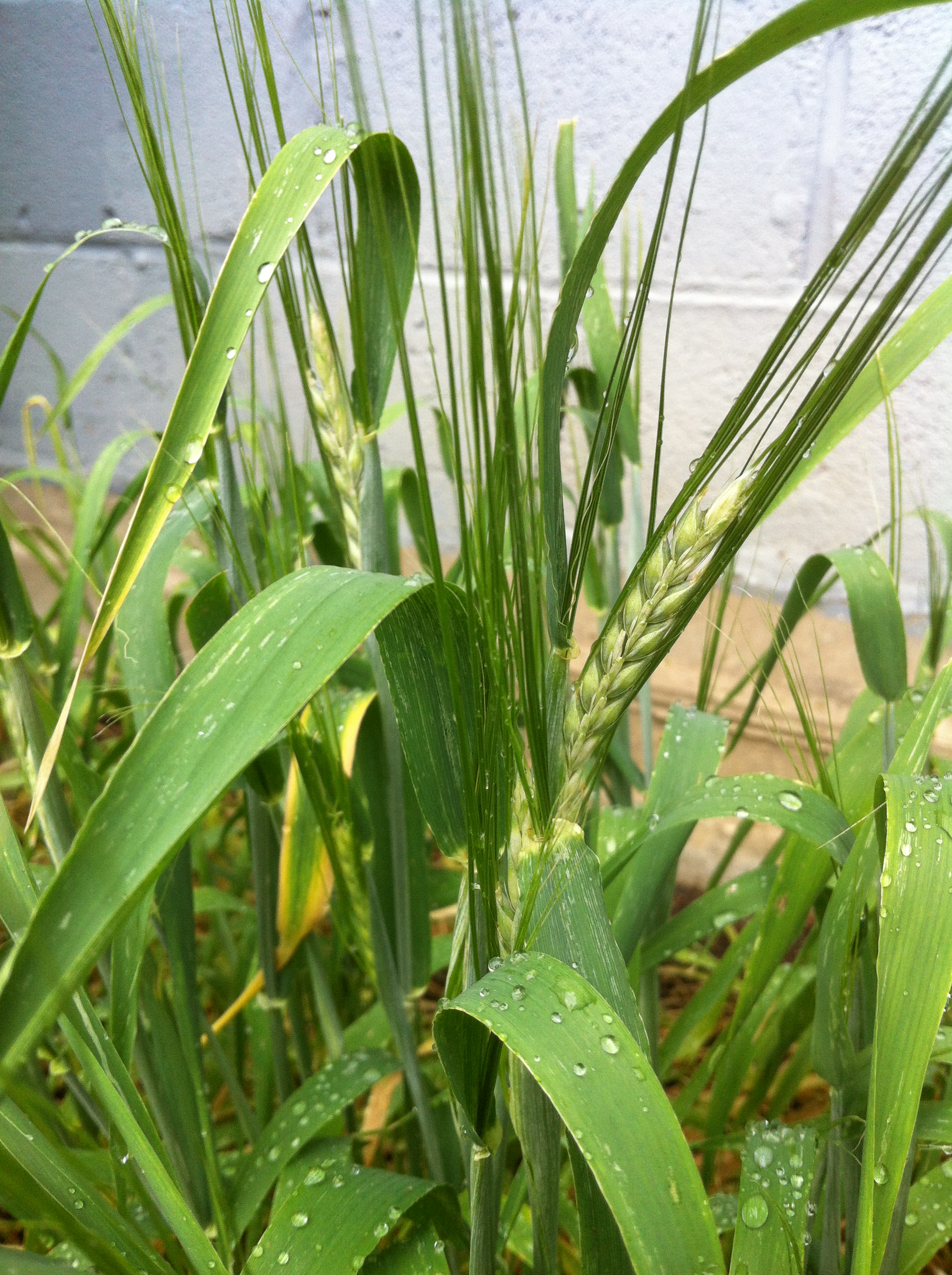 barley