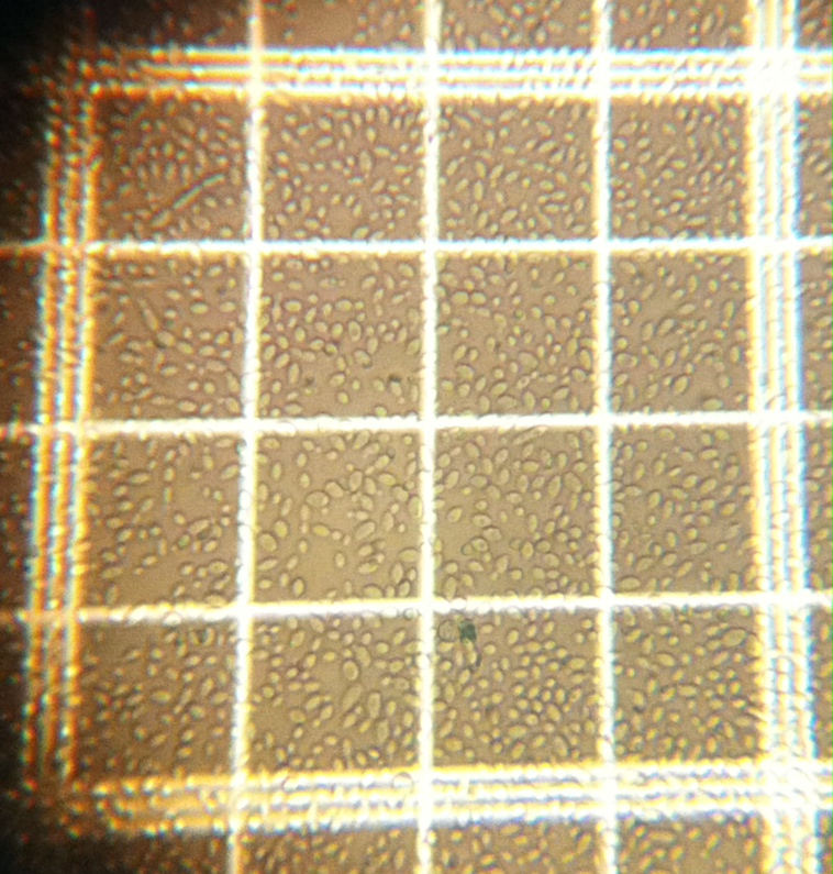 Tilquin Isolate