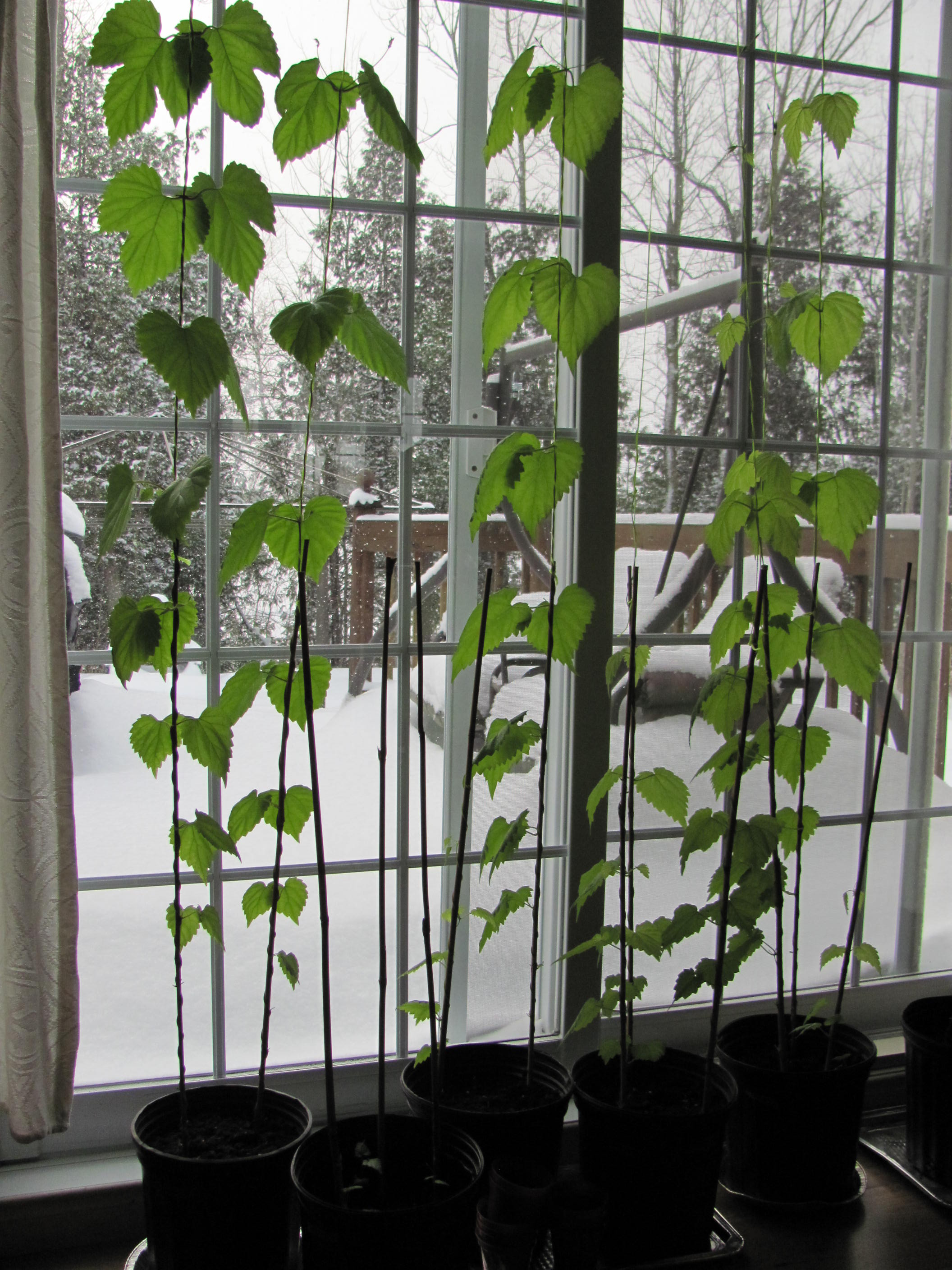 2015 seedling