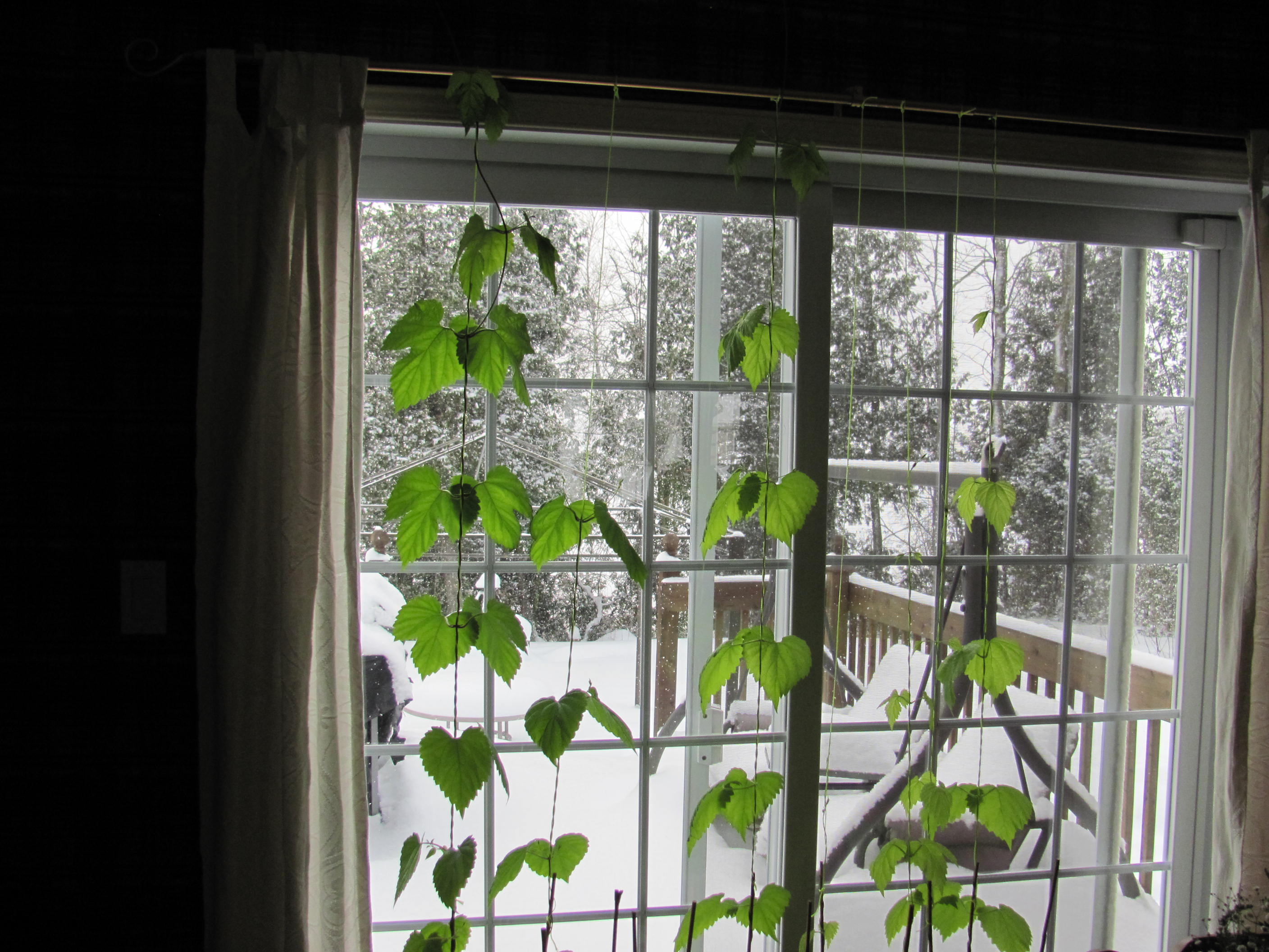 2015 seedling