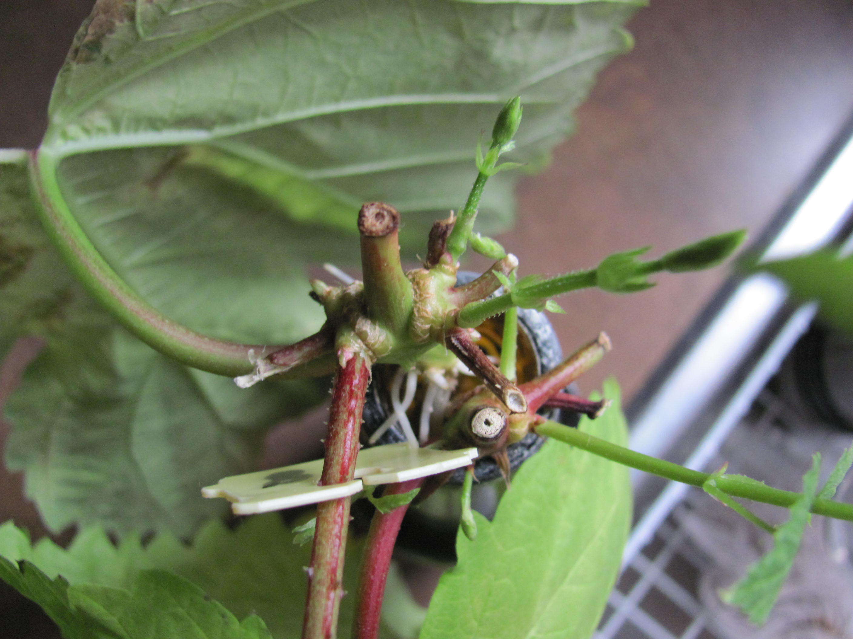 Hops cuttings
