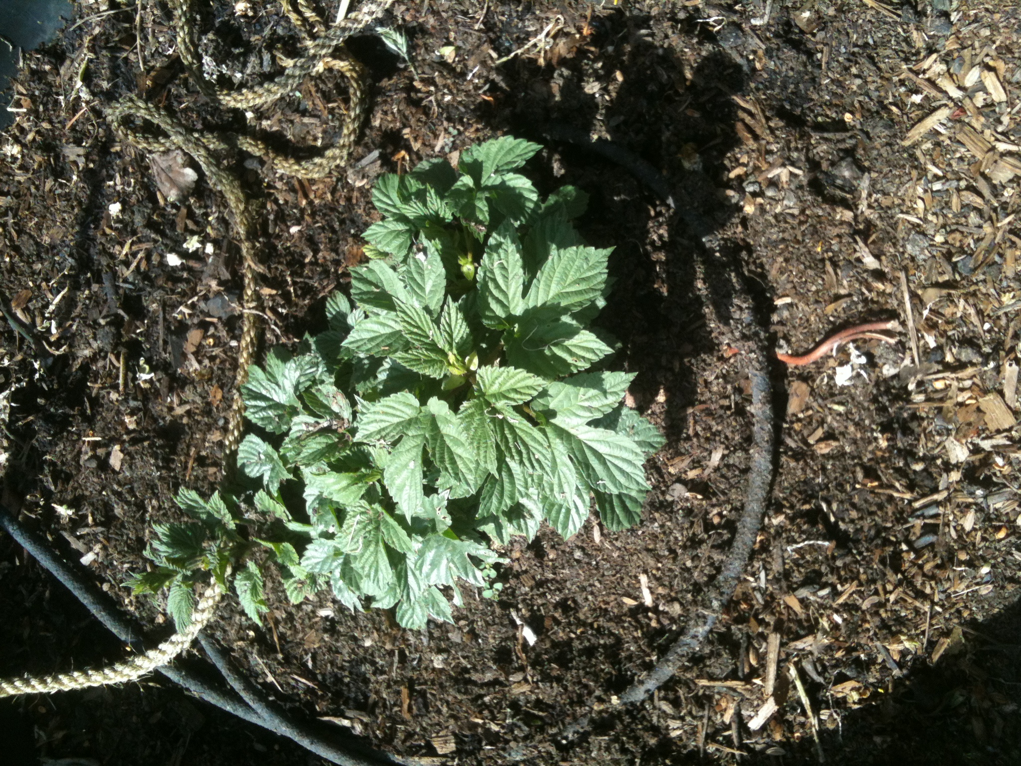 april23 chinook