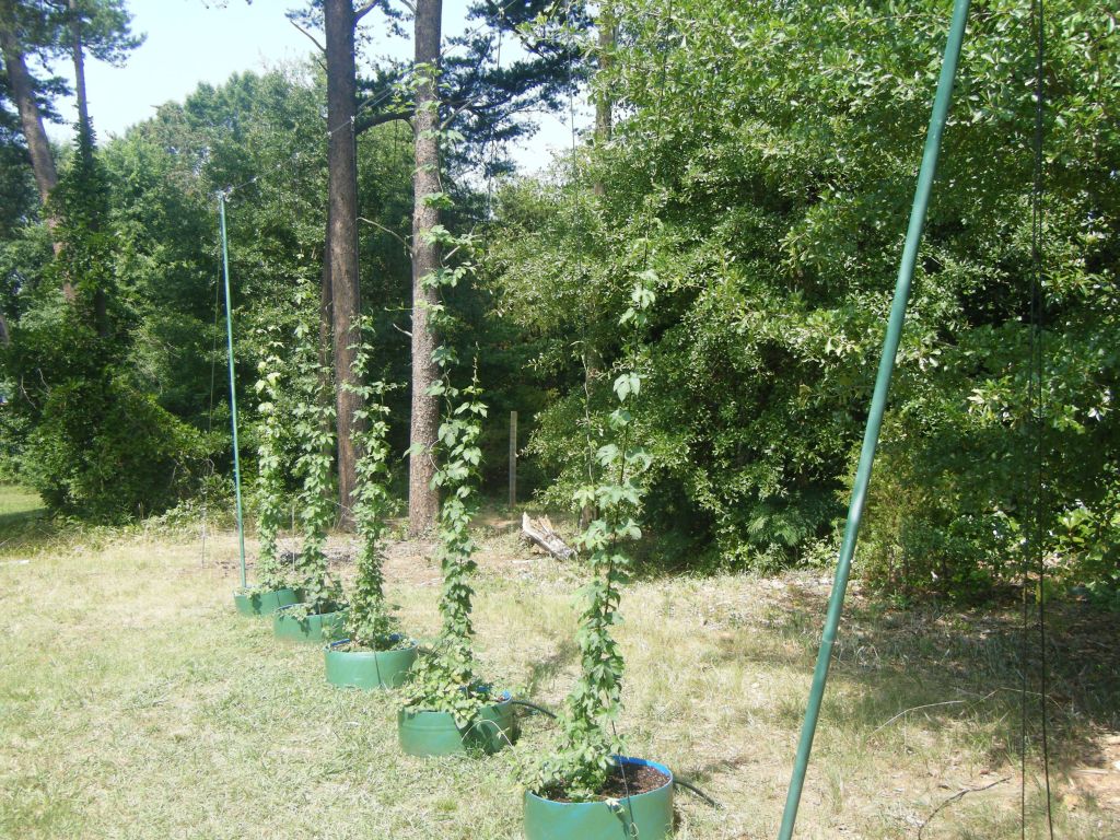 Hop Trellis