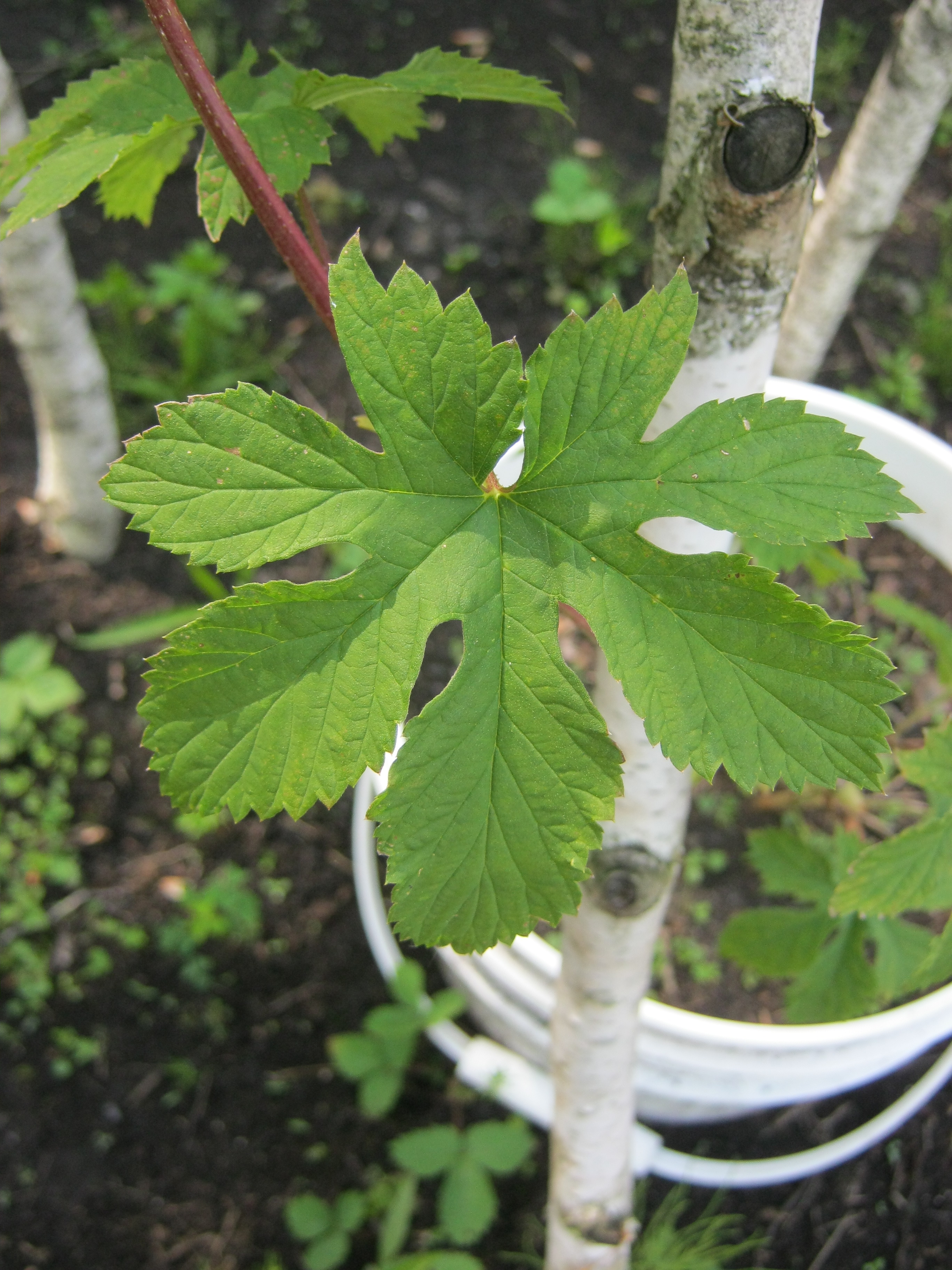 Various leaves pattern