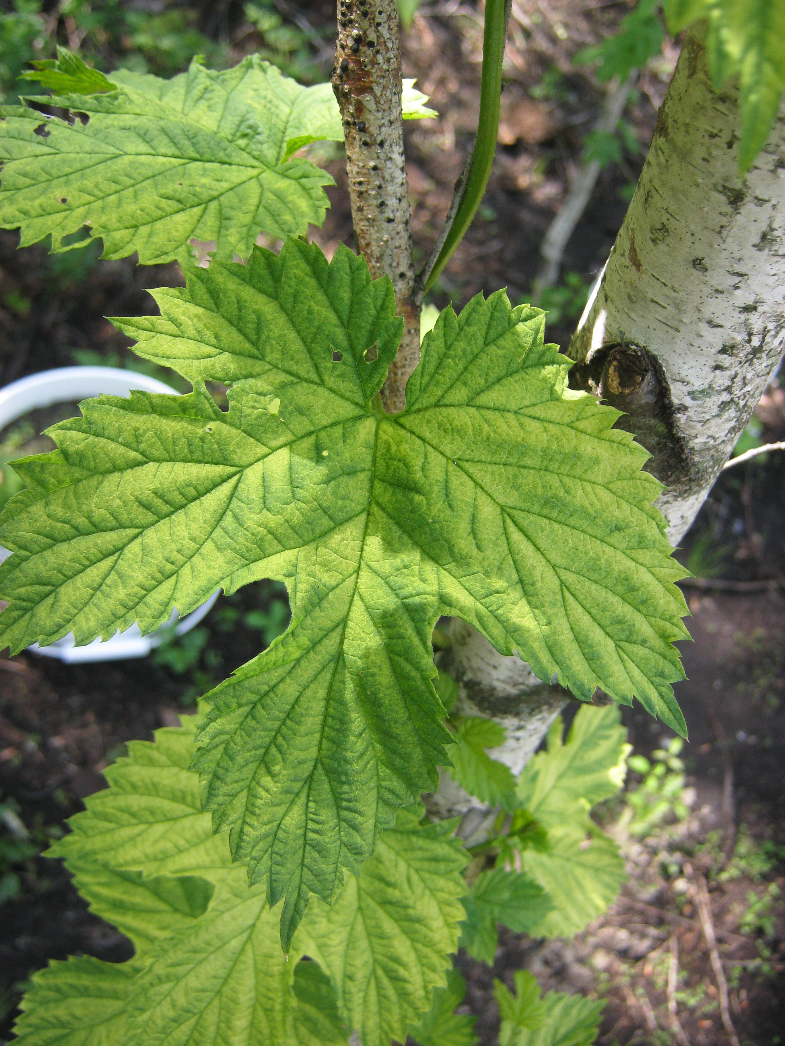 Various leaves pattern