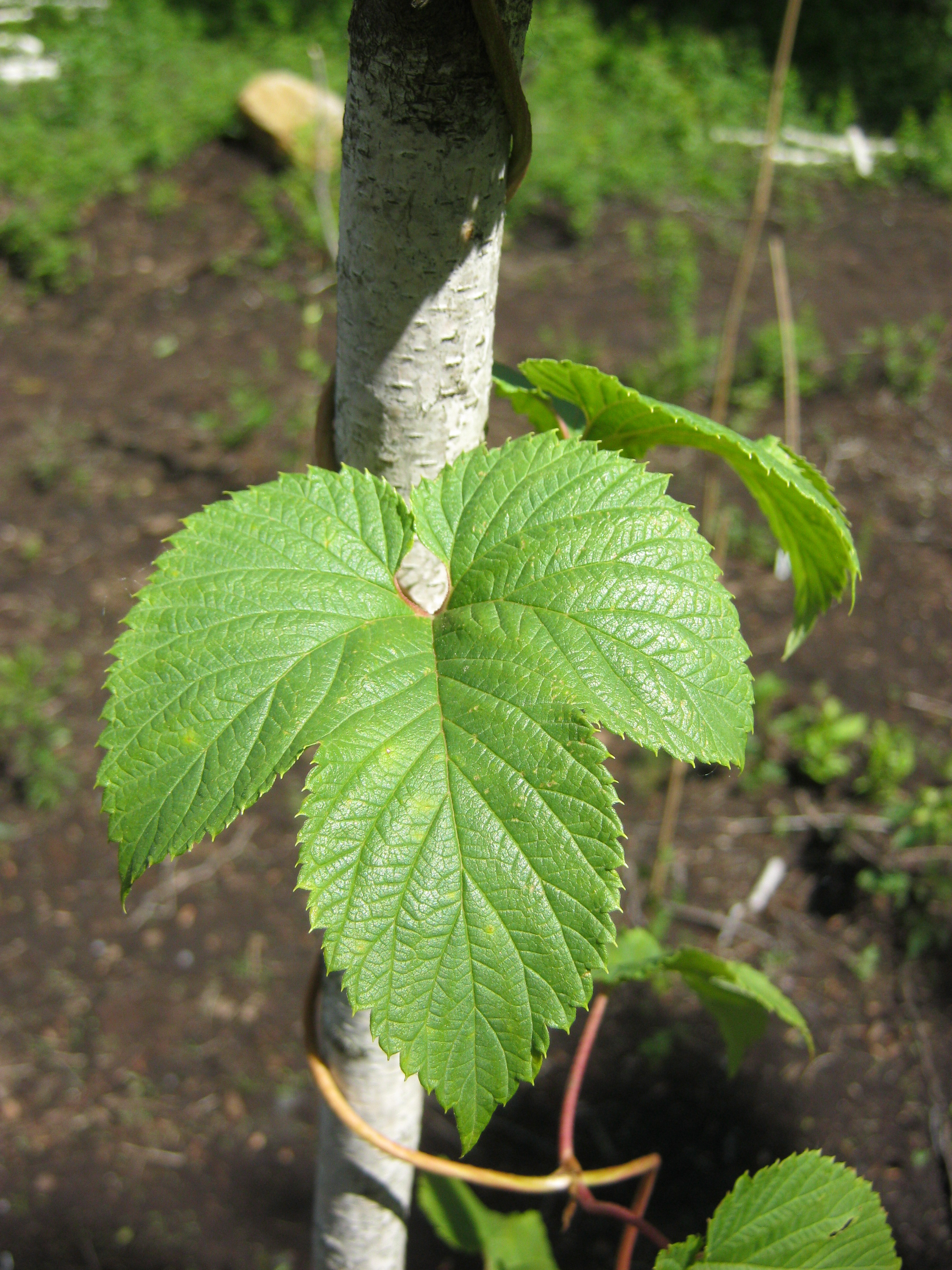 Various leaves pattern