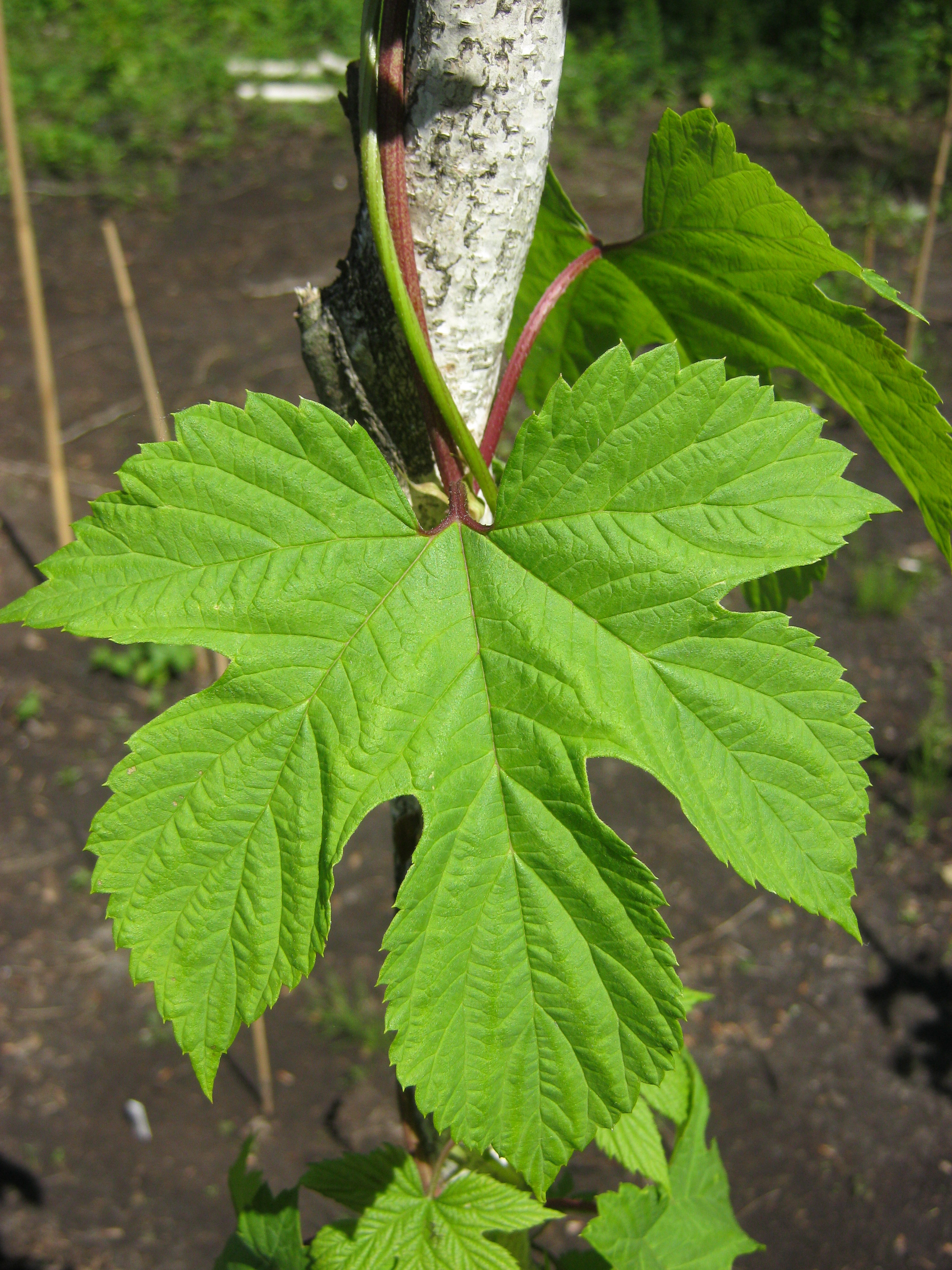 Various leaves pattern
