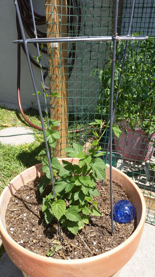 Cascade Hops - First Year