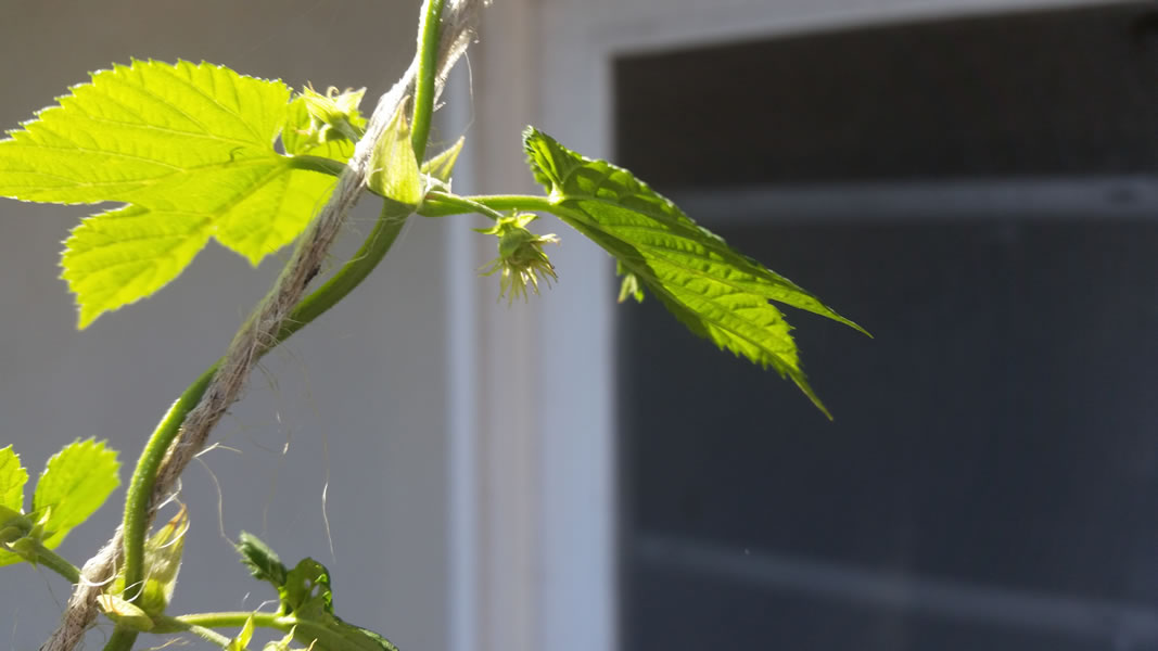 Cascade Hops - First Year