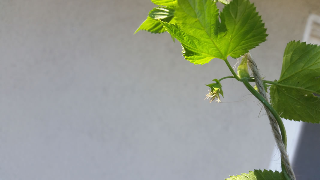 Cascade Hops - First Year