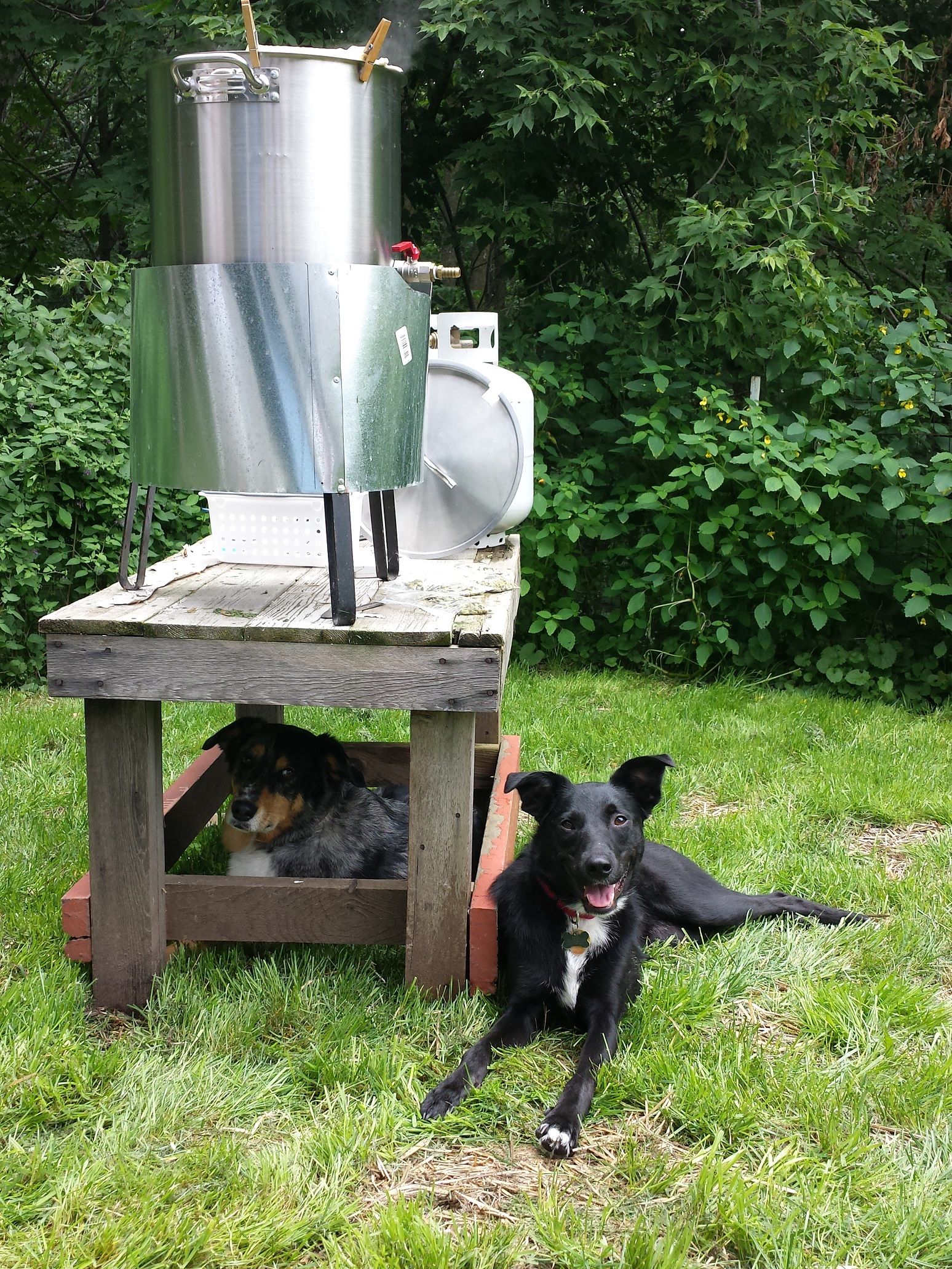Brew Dogs