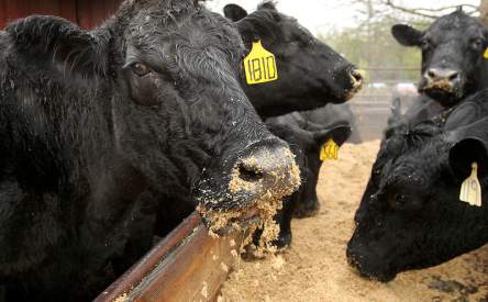 Tun Cows