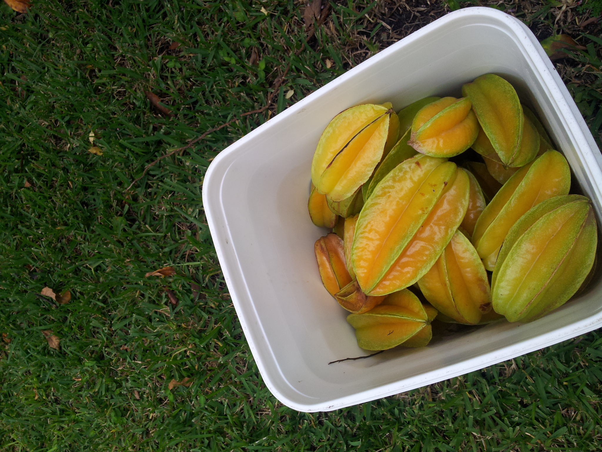 Star Fruit Harvest