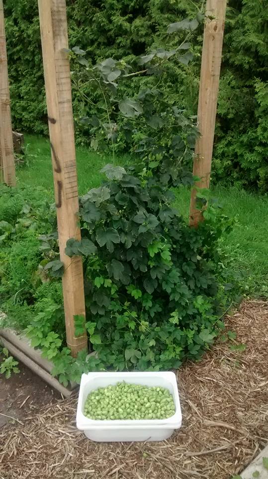 Cascade Hop Plant