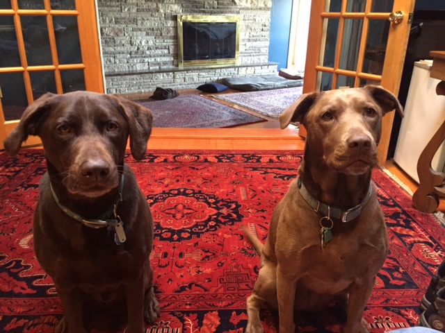 Mutts