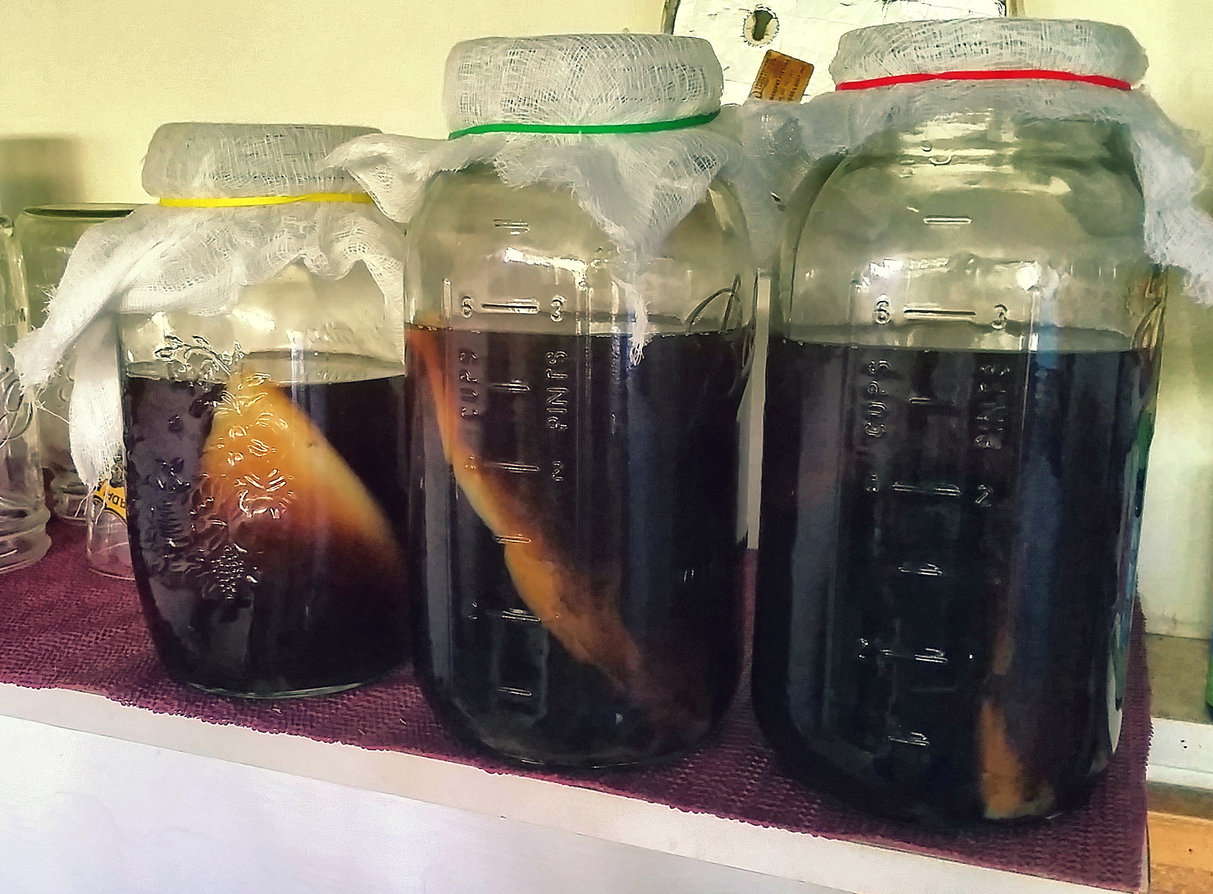 Maui Kombucha Batch 1
