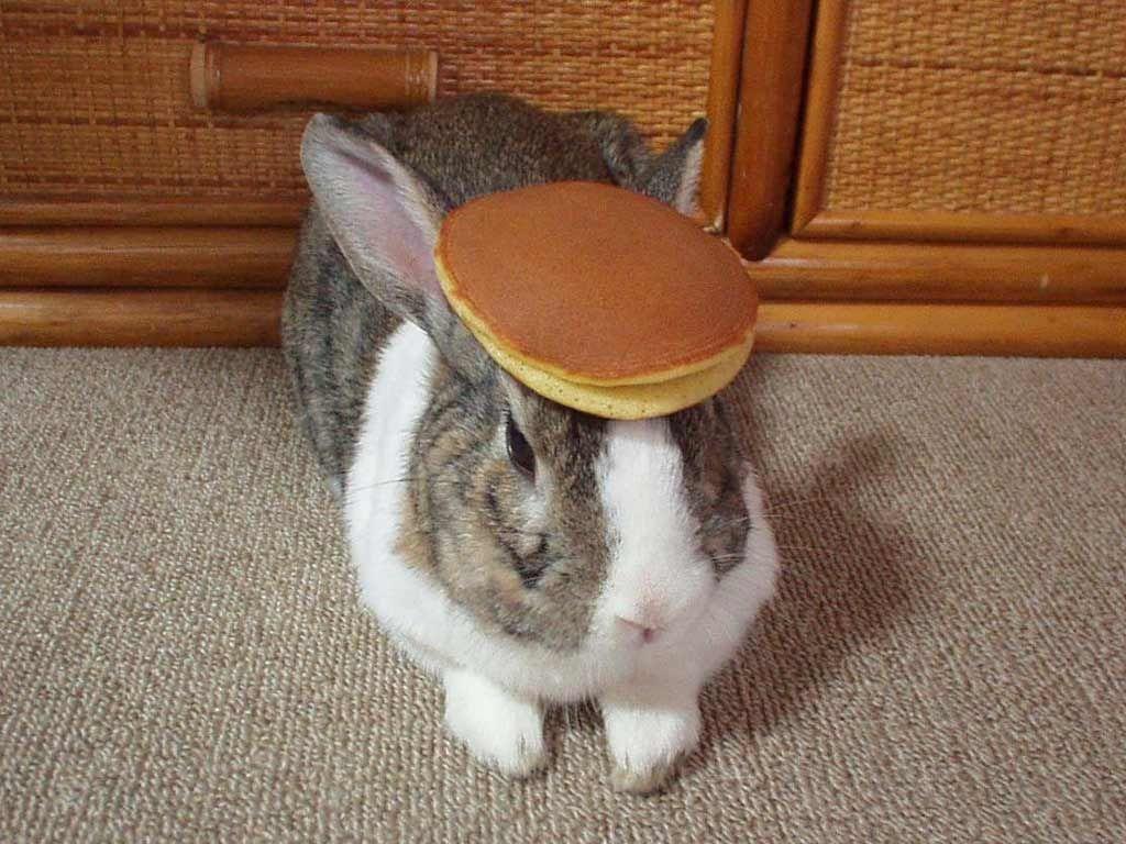 Pancake Bunny