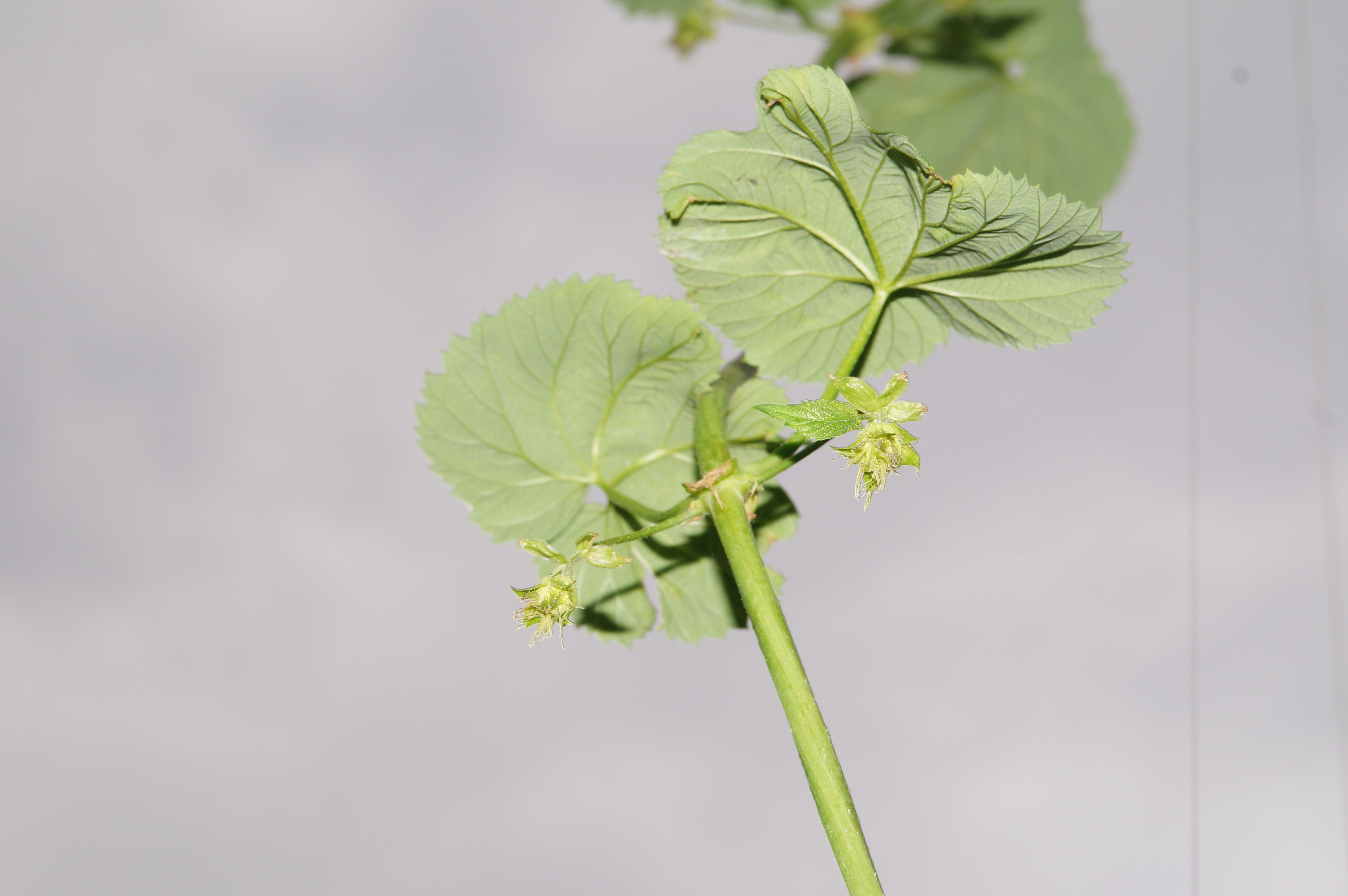 Hops in May