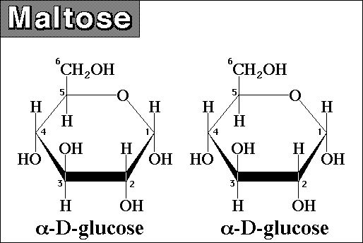 maltose.jpg