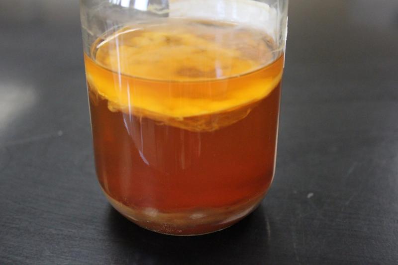 SCOBY2.jpg