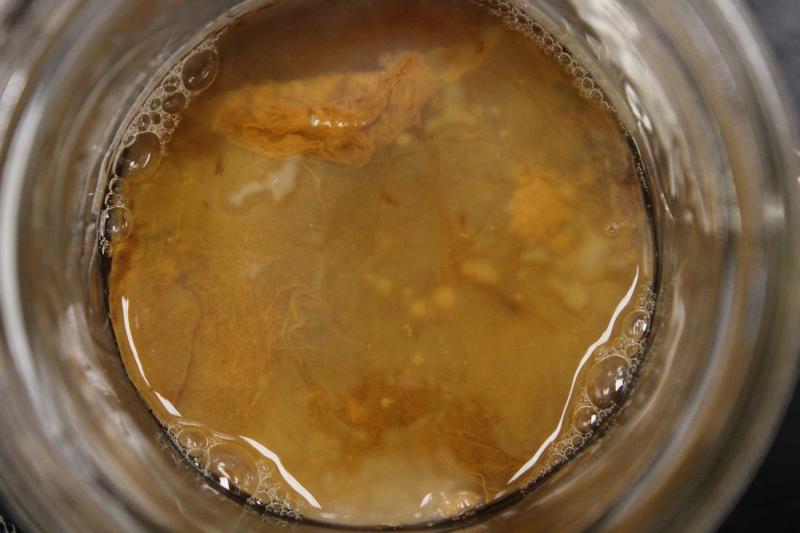 SCOBY3.jpg