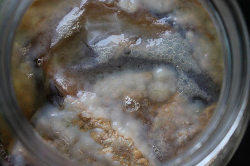 SCOBY5.jpg