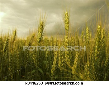 grain_~k0416253.jpg