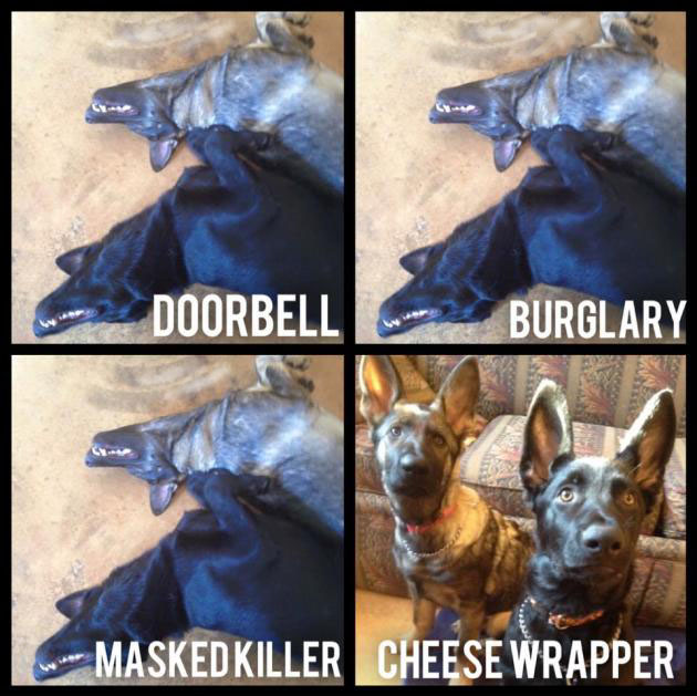 GuardDogs.jpg