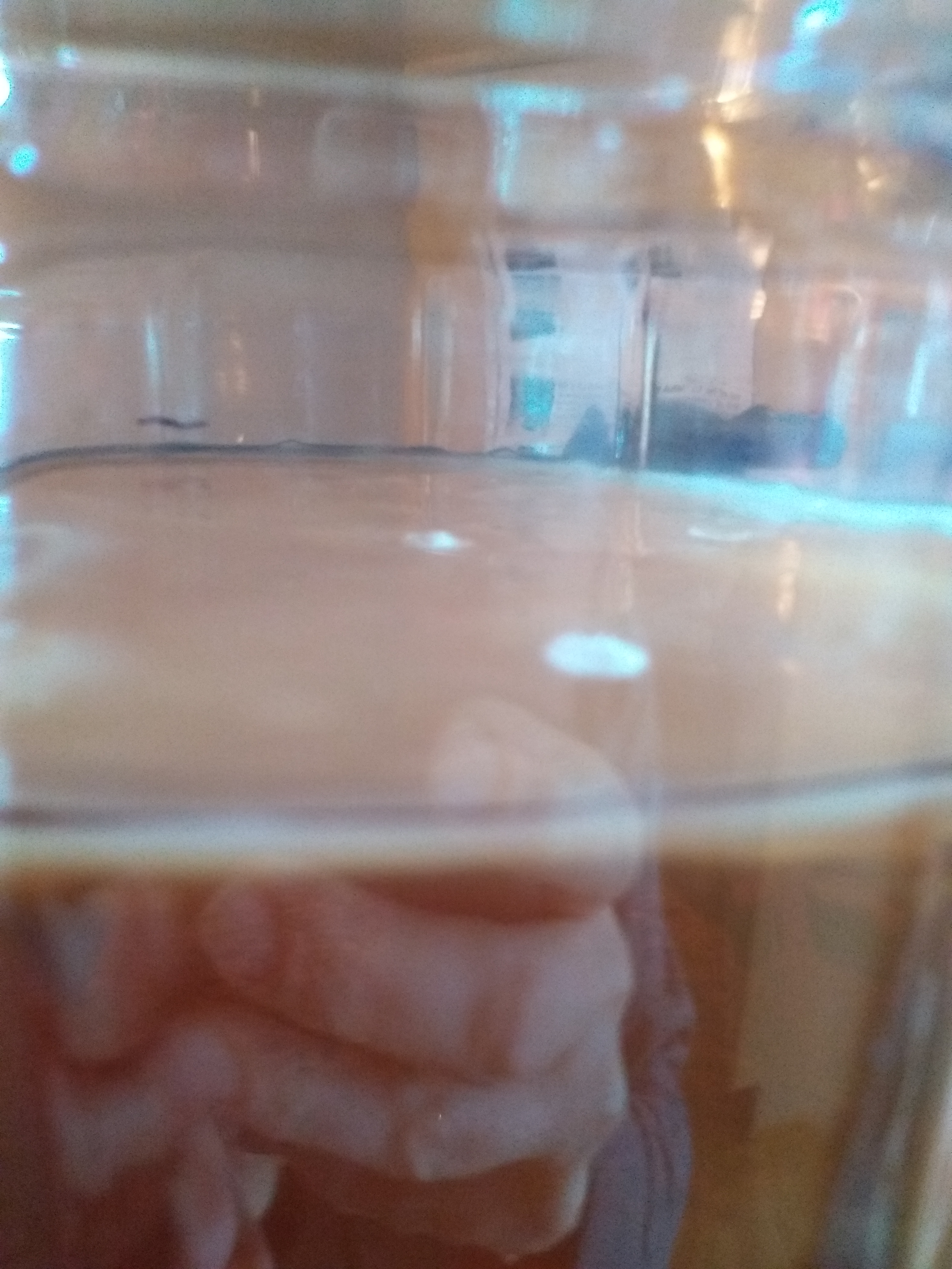 moldy scoby.jpg
