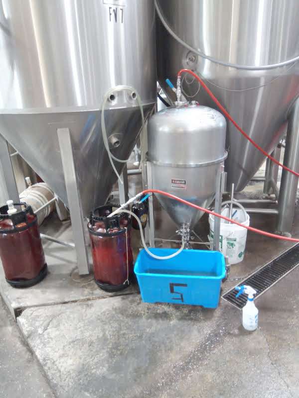 agave sour transfer.jpg