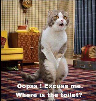 91574950-GCJB photo anim Cat Pee.jpg