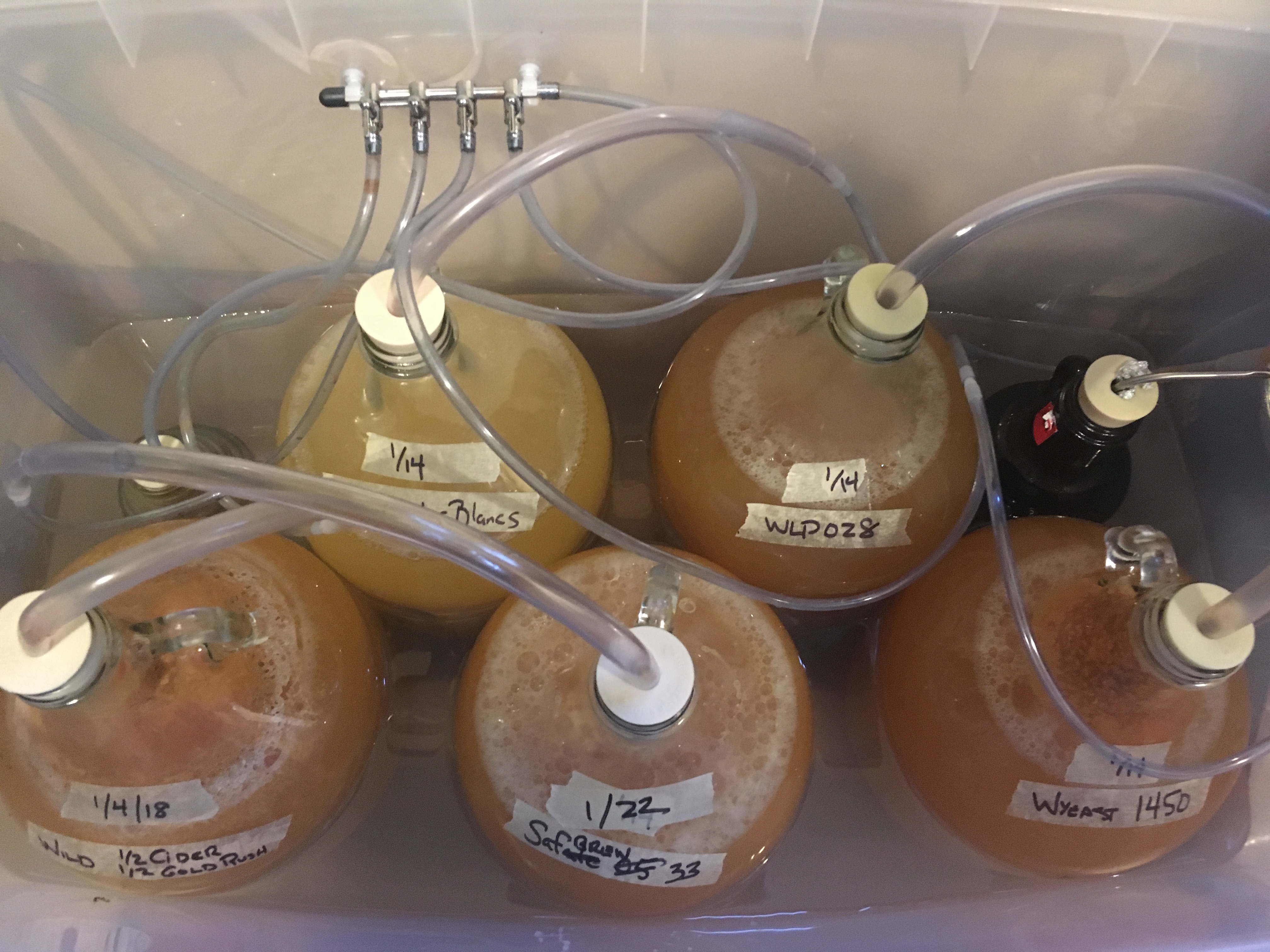 5Gal5Yeast.JPG