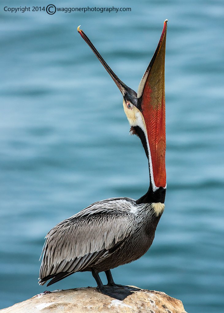 Brown Pelican-La Jolla Cave-California-2014-5