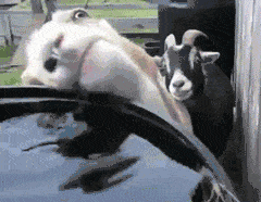 goat2.gif
