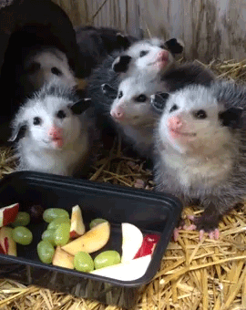 fark_PossumOmNomNom2.gif