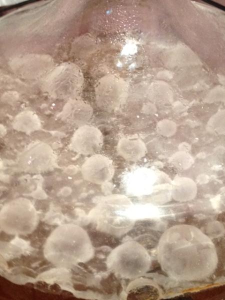 pellicle.jpg