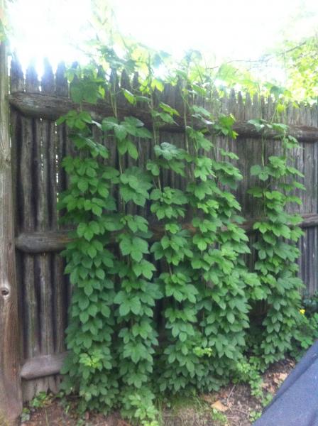 Cascade hops May 2012.jpg