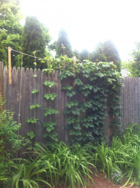 Willamette hops I May 2012.jpg