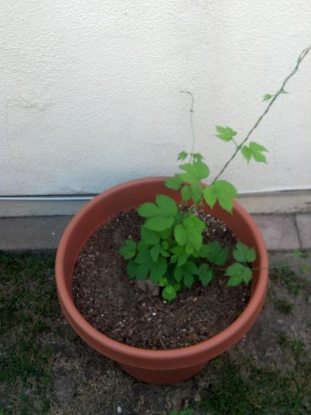 2012-05-15_08-51-52_390.jpg