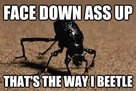 beetle.png