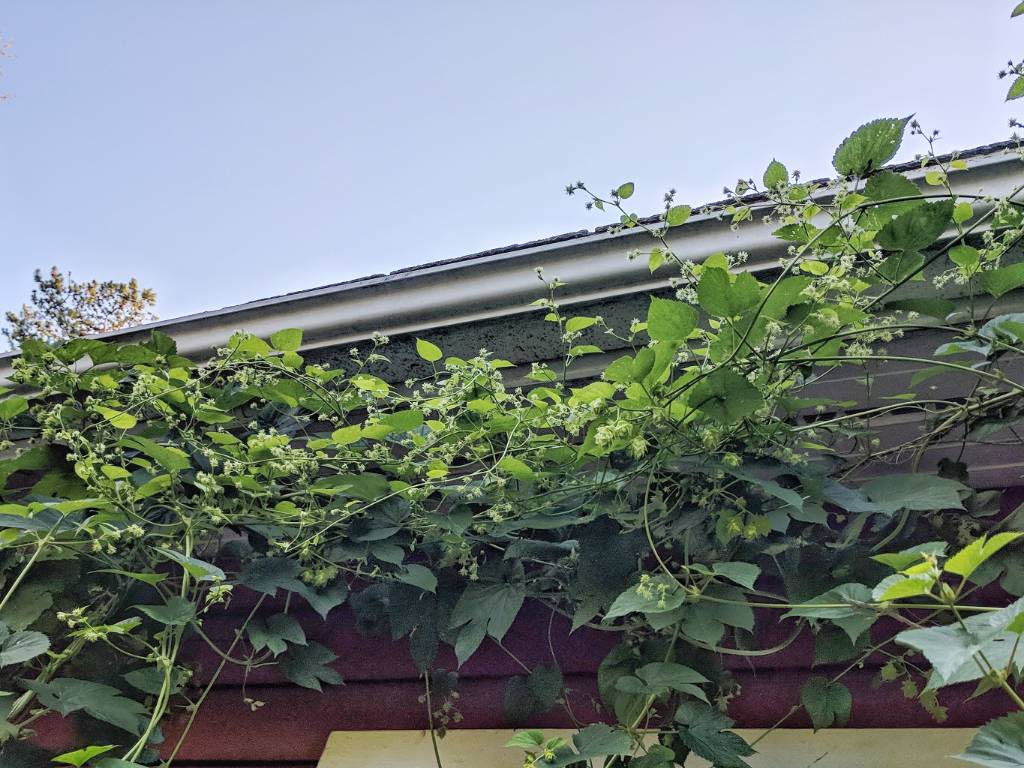 IMG_20180704_070624-01.jpeg