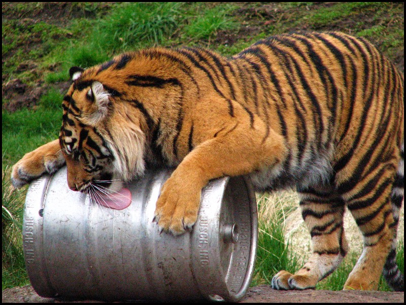 mmmmmm_______beer_by_la_vita_a_bella.jpg