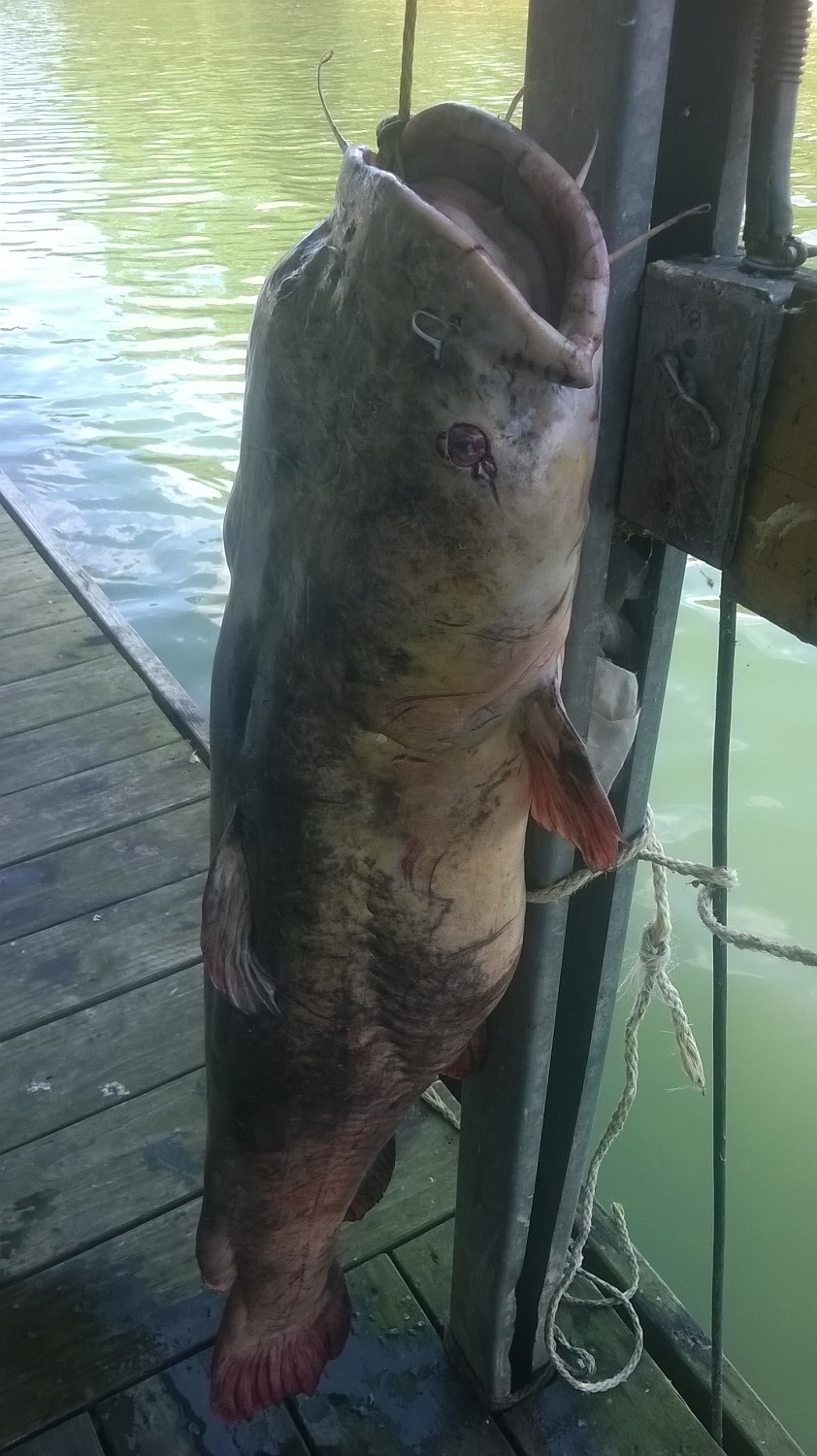 WP_20140702_027.jpg