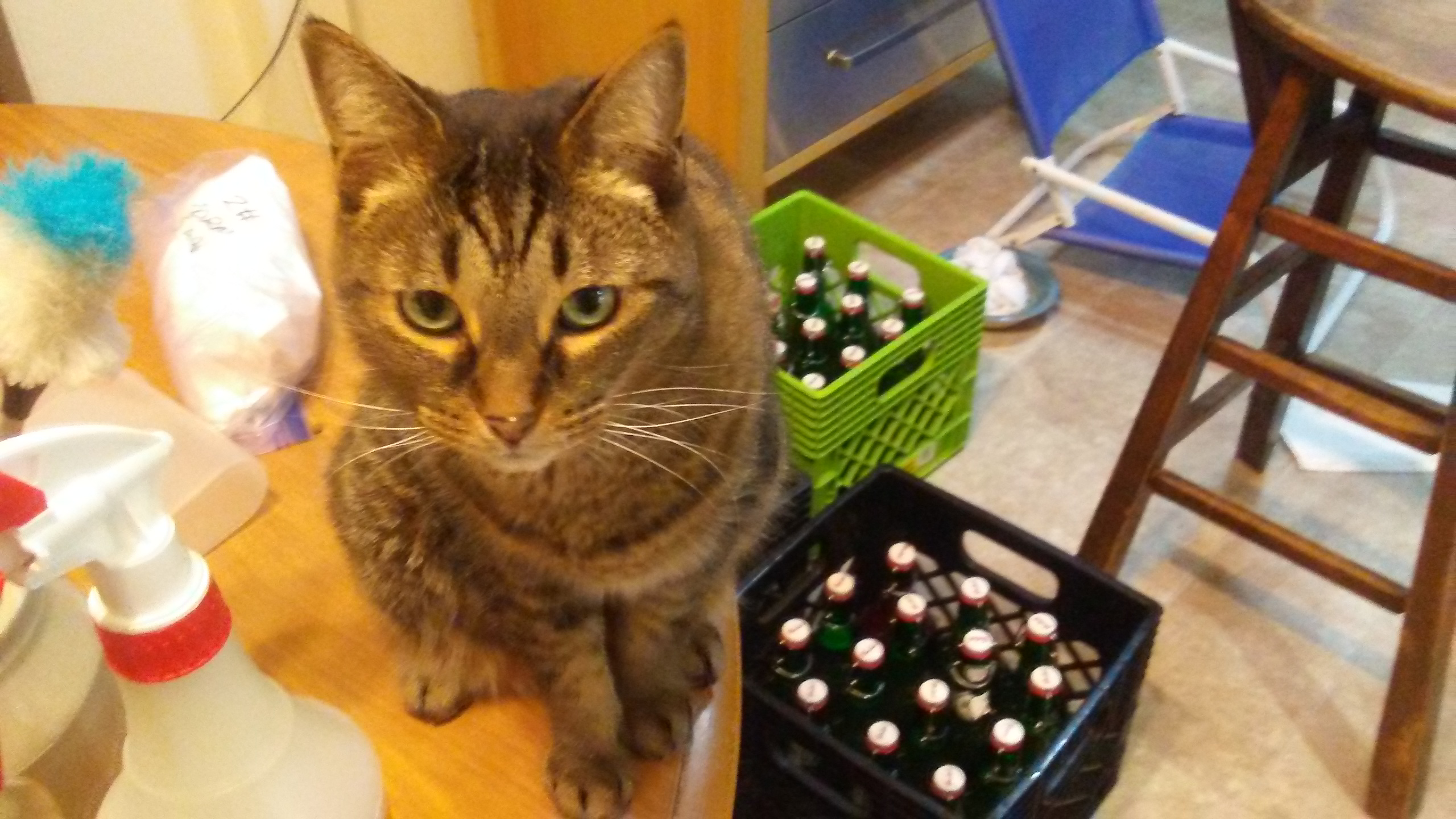 Bottling day with cat.jpg