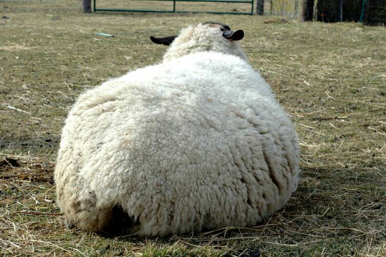 fat-mama-4.jpeg