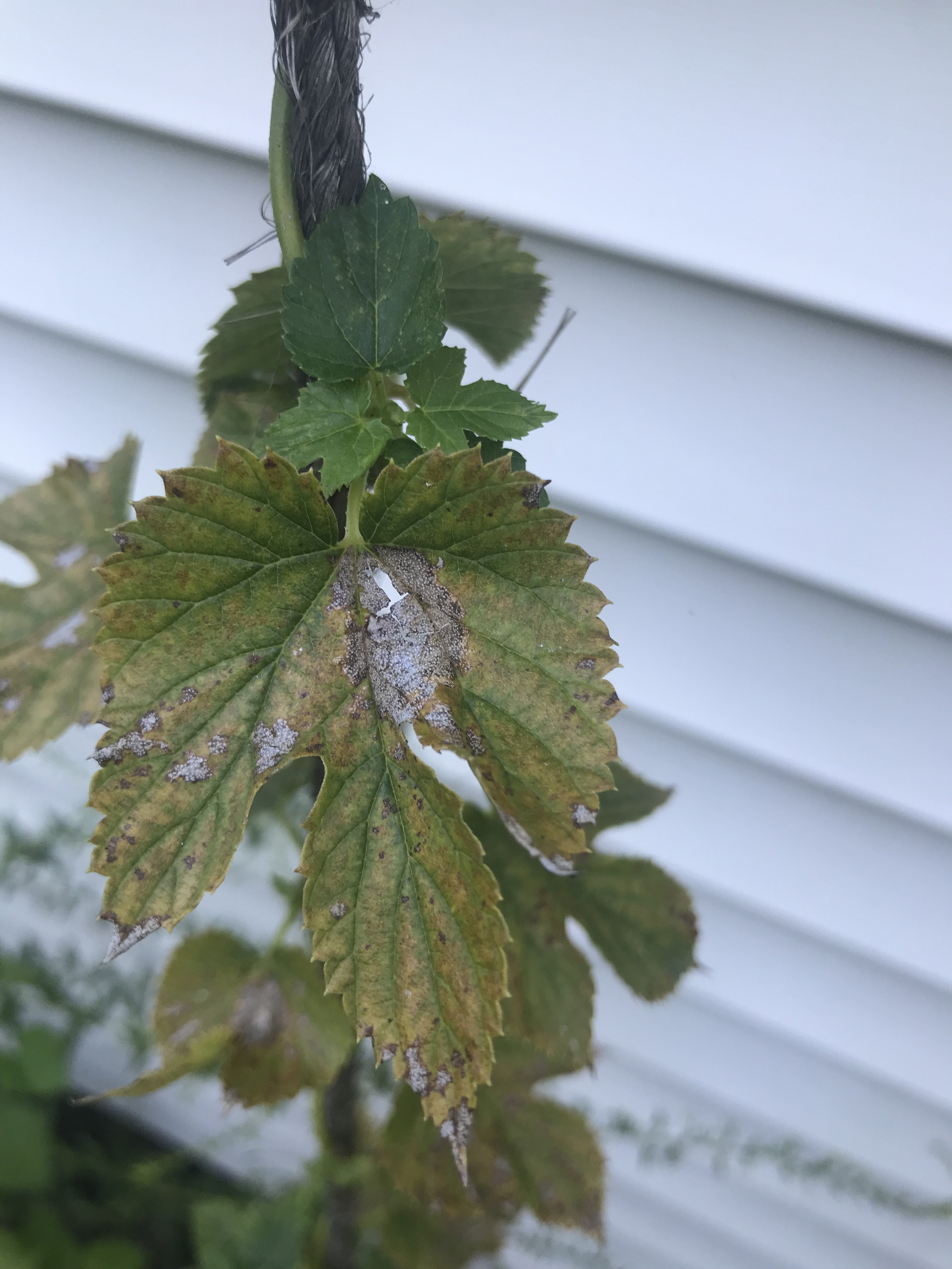 AD2C064F-11D4-4A6E-BF81-80354CA80F67.jpeg