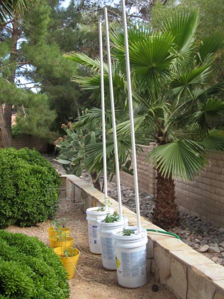 Hops planted.jpg Hops planted.jpg