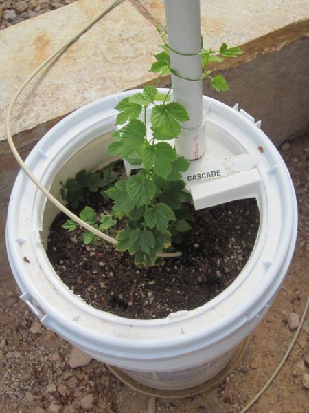 Home Grown Hops CASCADE (AMERICAN).jpg Home Grown Hops CASCADE (AMERICAN).jpg